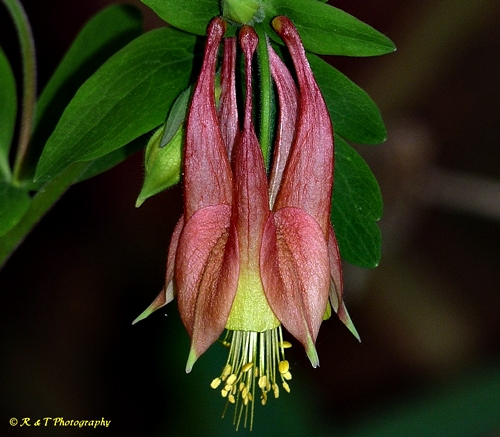 {Aquilegia canadensis}